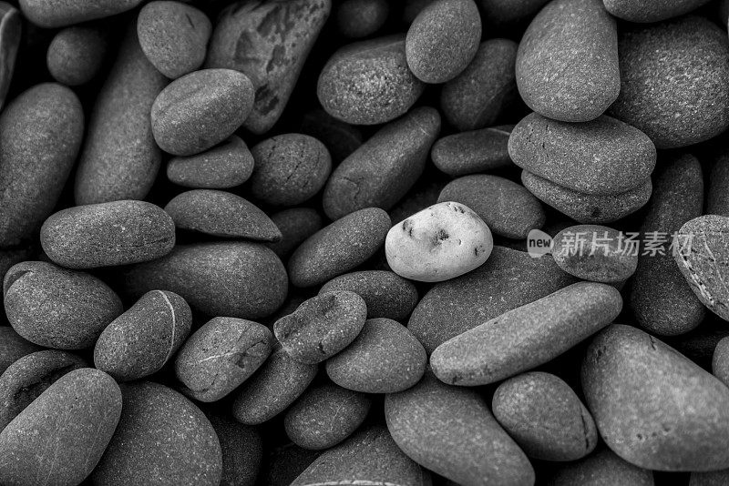 黑白视图的多个海卵石/海石的背景，与单一的白色卵石孤立